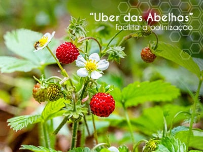 polinização - polinização das abelhas