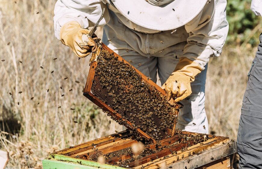 Beekeeper working collect honey.